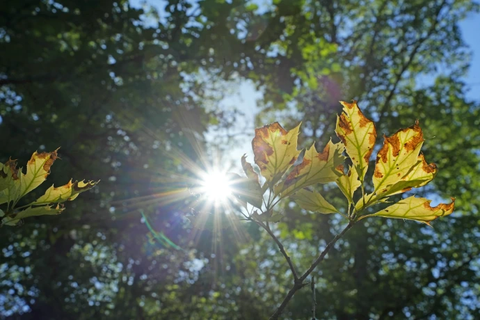 The sun shines brightly through the leaves of a tree